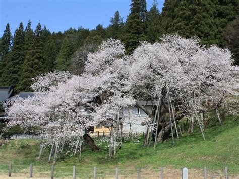 臥龍桜 開花状況|臥龍桜の桜開花・満開情報 2024